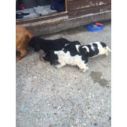 Cocker x puppies