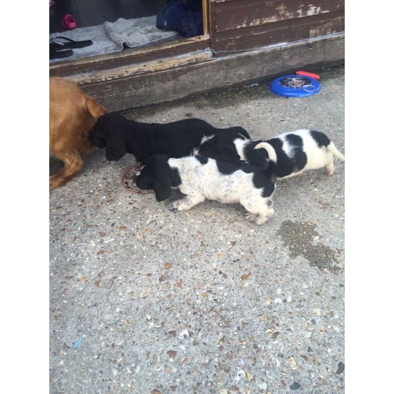 Cocker x puppies