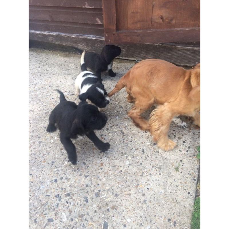 Cocker x puppies