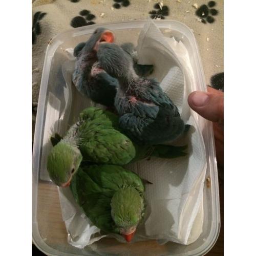 Green Indian ringnecks. Very tame