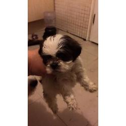 Adorable shitzus boys and girls available, mum and dad can be seen!