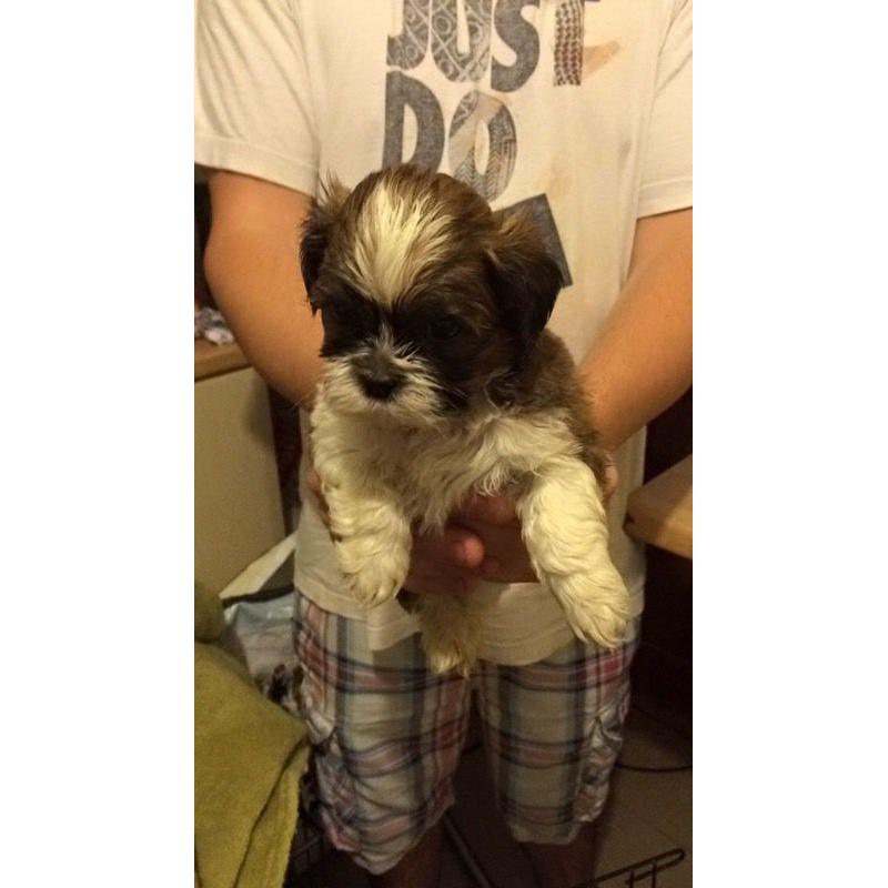 Adorable shitzus boys and girls available, mum and dad can be seen!