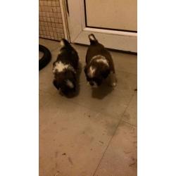 Adorable shitzus boys and girls available, mum and dad can be seen!