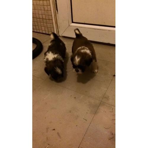 Adorable shitzus boys and girls available, mum and dad can be seen!