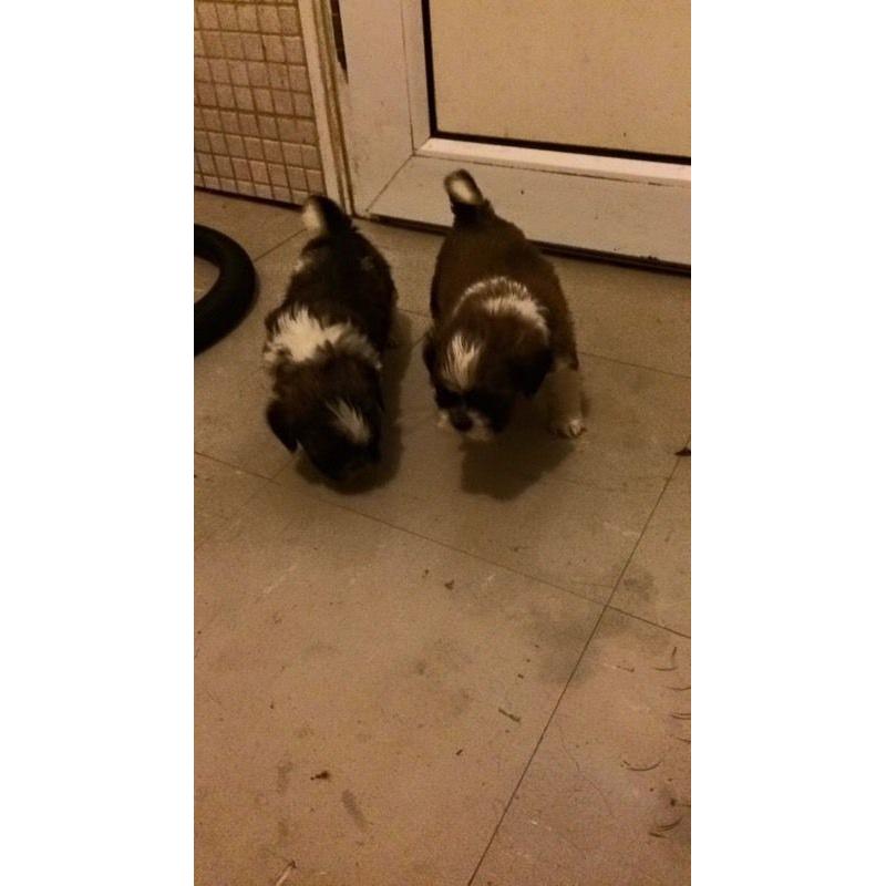 Adorable shitzus boys and girls available, mum and dad can be seen!