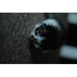 Gorgeous bengal - tubby crossed kittens