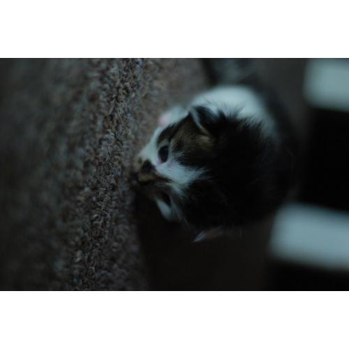 Gorgeous bengal - tubby crossed kittens