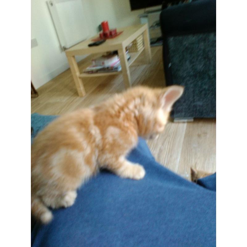 Kittens Ginger, grey, black kittens for sale