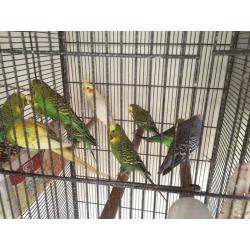 Male budgies