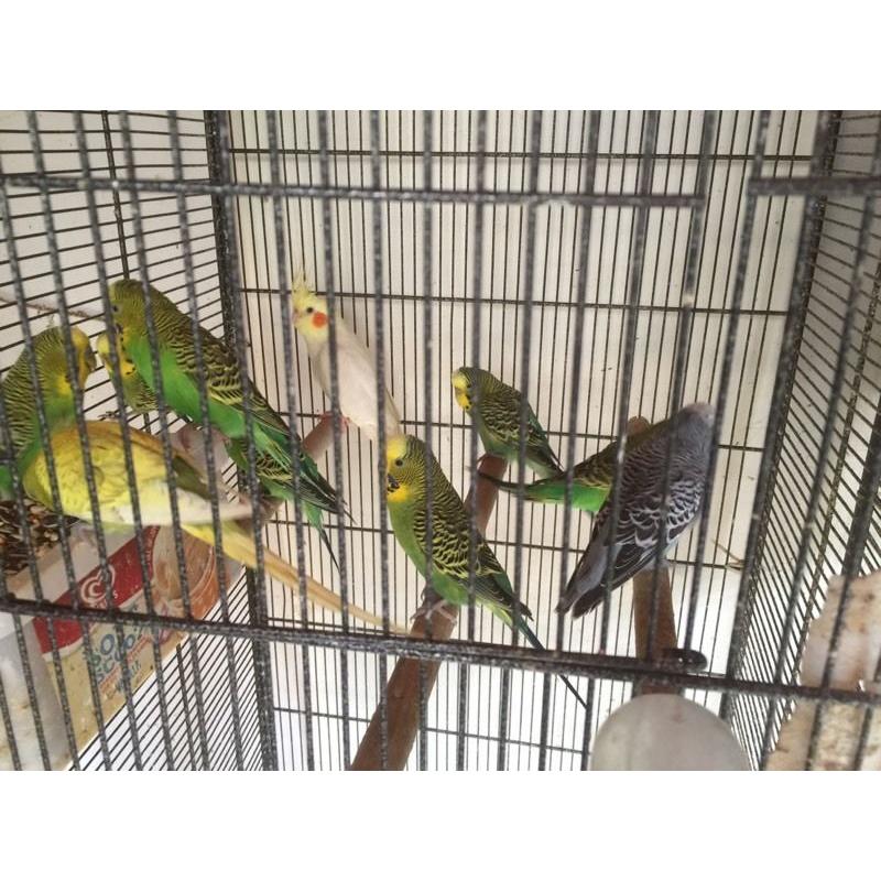 Male budgies