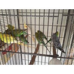 Male budgies