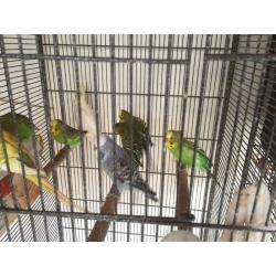 Male budgies