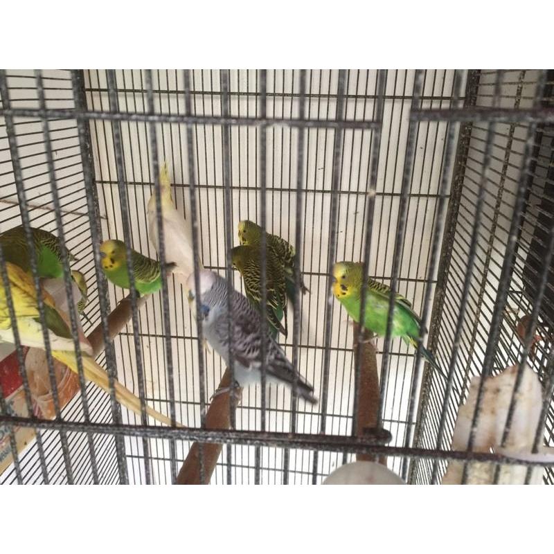 Male budgies