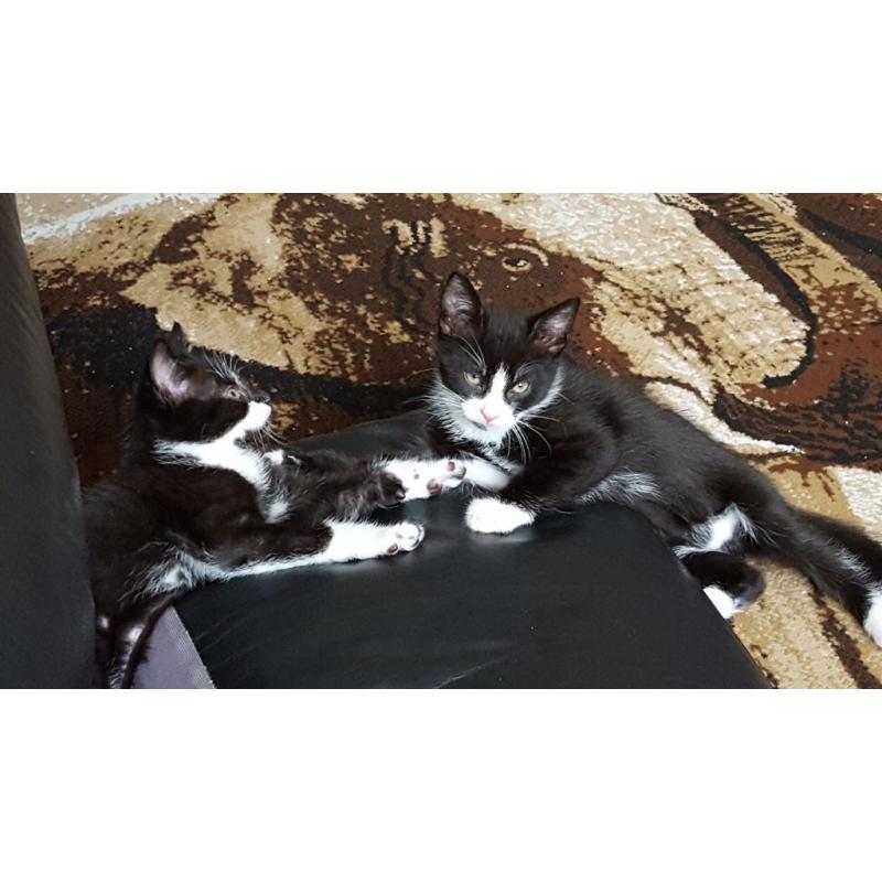 Black and white kittens for sale