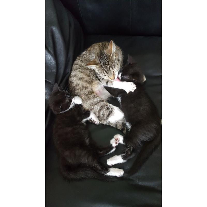 Black and white kittens for sale