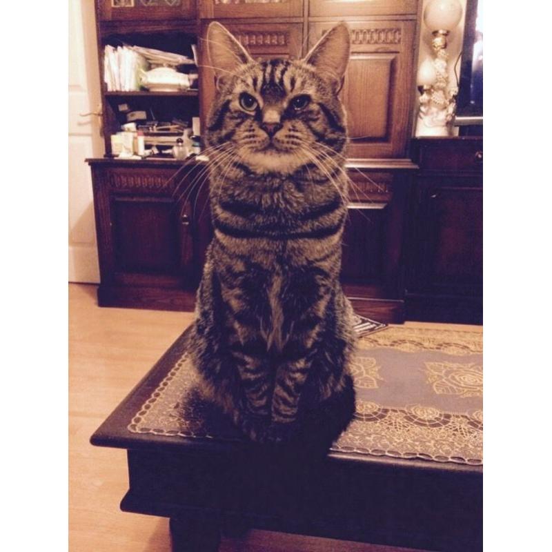 Missing Tabby cat