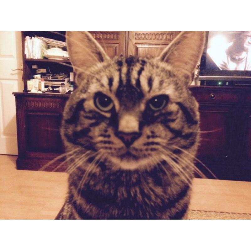 Missing Tabby cat