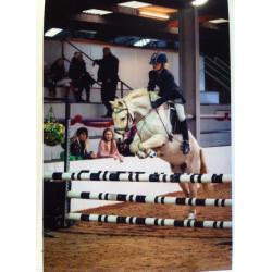 13`1hh grey gelding for sale, jumping pony