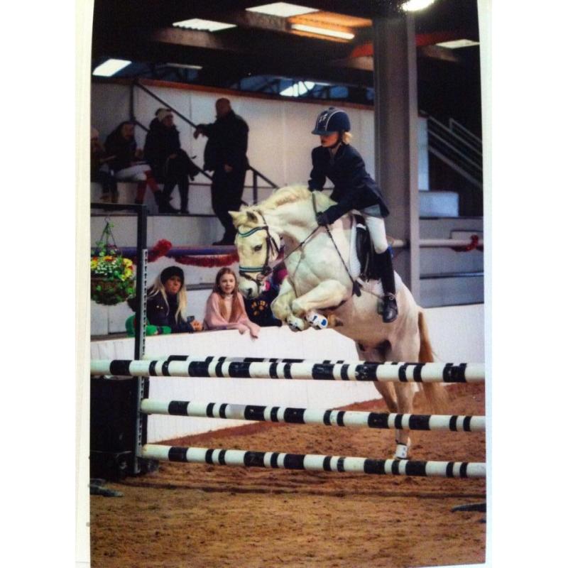 13`1hh grey gelding for sale, jumping pony