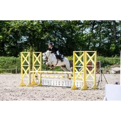 13`1hh grey gelding for sale, jumping pony