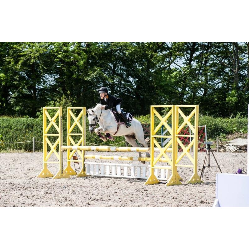 13`1hh grey gelding for sale, jumping pony