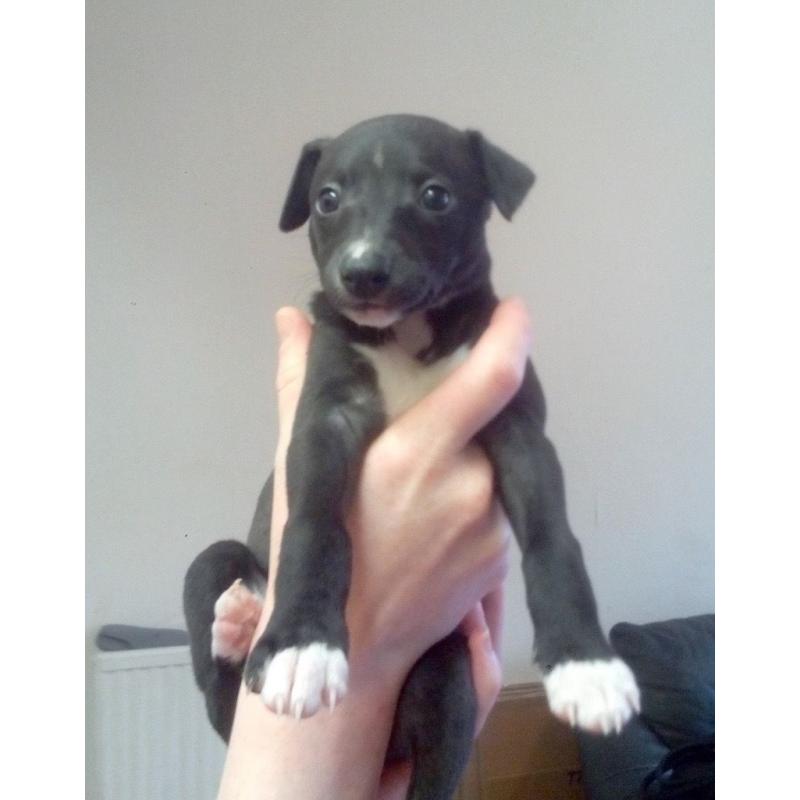 Beautiful, thriving whippet puppies for sale : 1 dog & 3 bitches