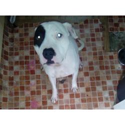 Male staffie cross