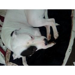 Male staffie cross