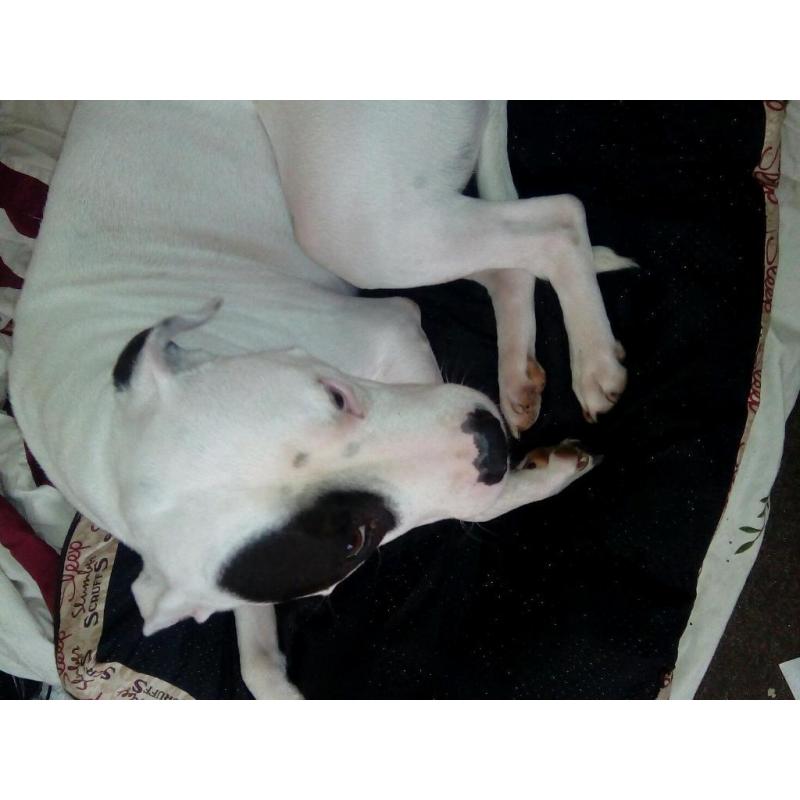 Male staffie cross