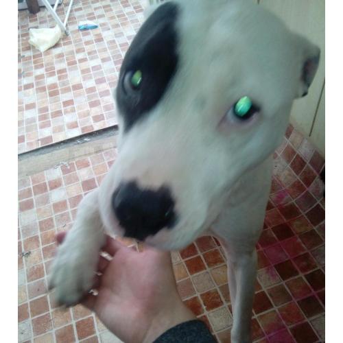 Male staffie cross