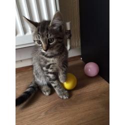 kittens tabby and black-white Kittens for sale 10 weeks