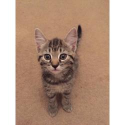 kittens tabby and black-white Kittens for sale 10 weeks