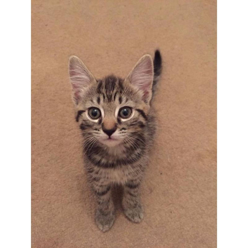 kittens tabby and black-white Kittens for sale 10 weeks