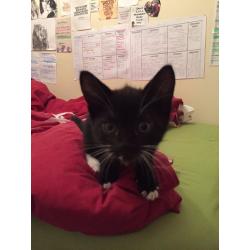 kittens tabby and black-white Kittens for sale 10 weeks
