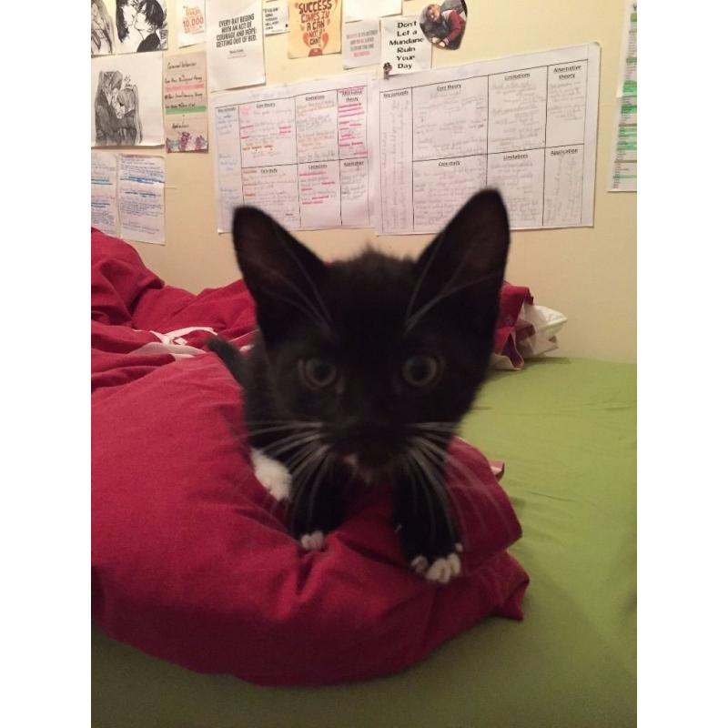 kittens tabby and black-white Kittens for sale 10 weeks