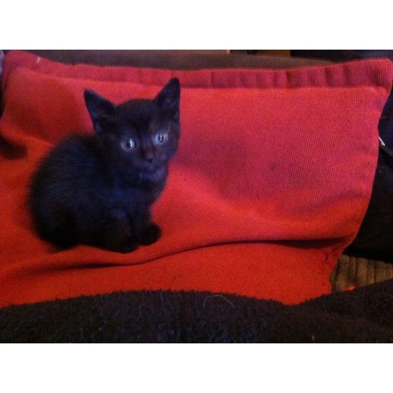 Kitten for sale ready NOW