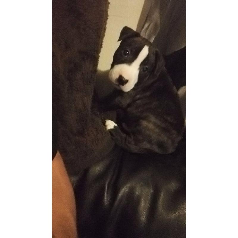 English bull terrier puppy 9weeks old
