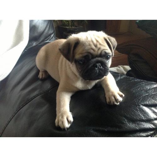 STUNNING FULL PUG PUP LAST ONE KC BOY PUP READY NOW