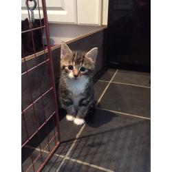 Kittens for sale