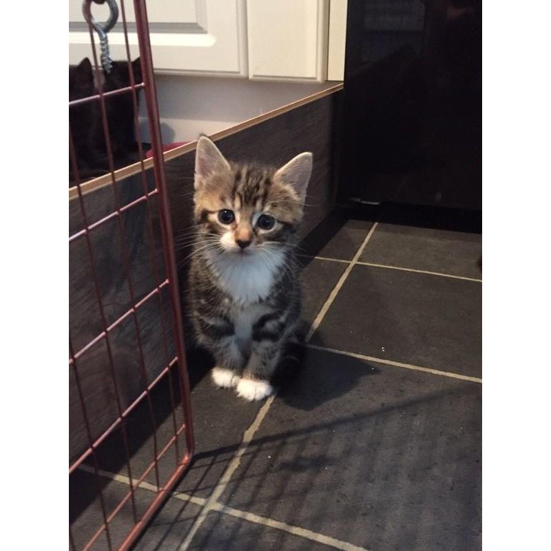 Kittens for sale