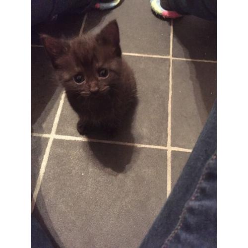 Kittens for sale
