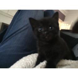 Kittens for sale
