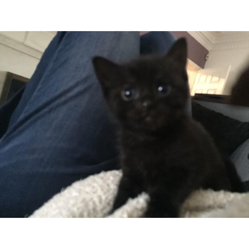 Kittens for sale