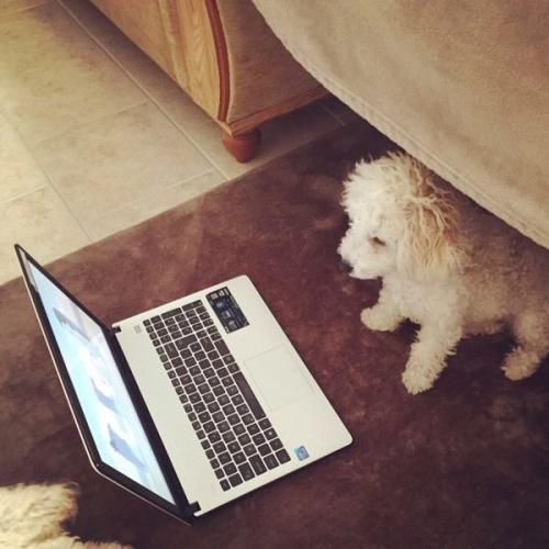 Bichon Frise Puppy