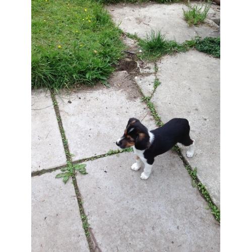 Puppy for sale