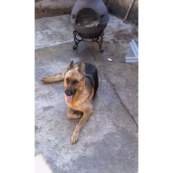 German Sheperd