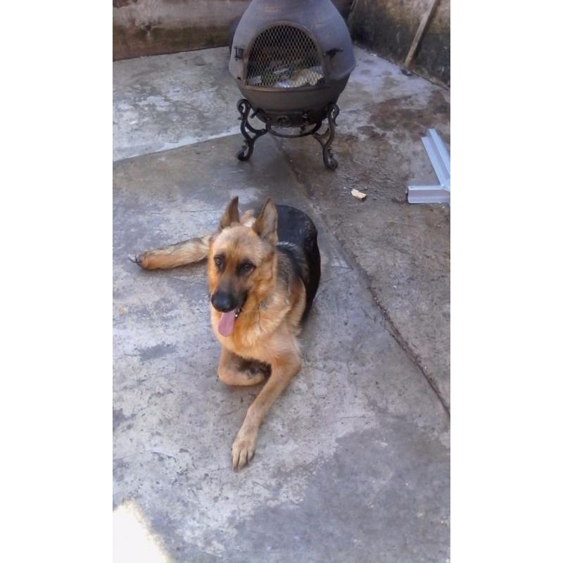 German Sheperd