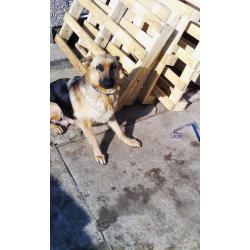 German Sheperd