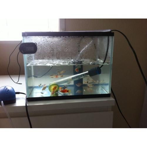 Fish tank for sale