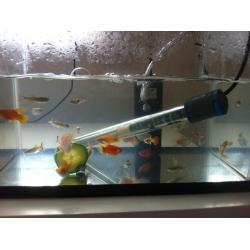 Fish tank for sale